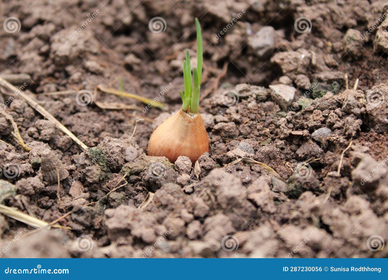 Bunch of shallots stock photo. Image of plant, shallot - 31223948