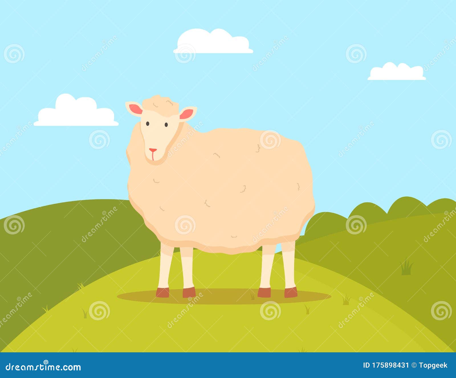 young sheep domesticated ruminant animal, mutton