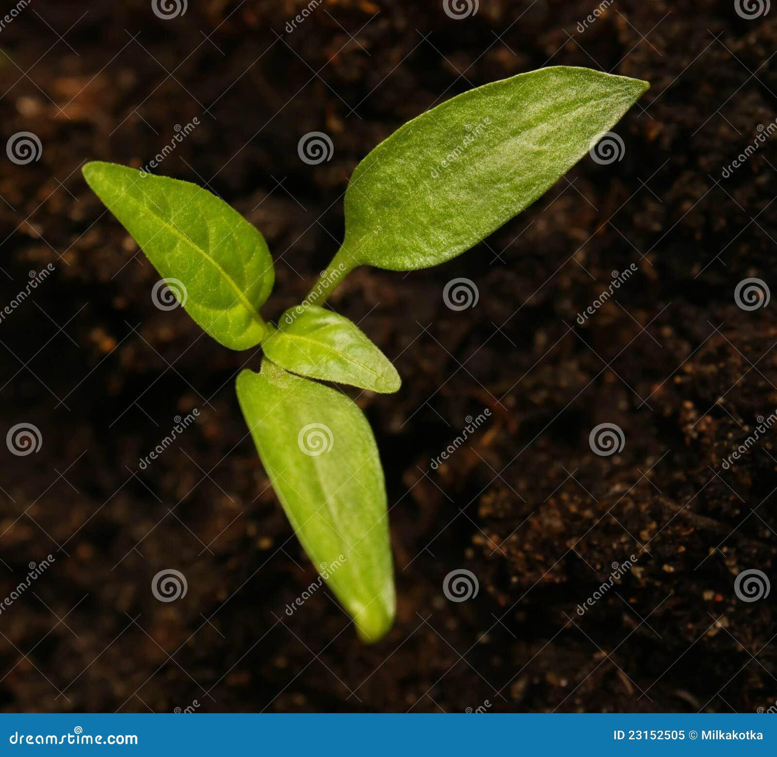 Young shoot of pepper stock image. Image of green, stems 23152505
