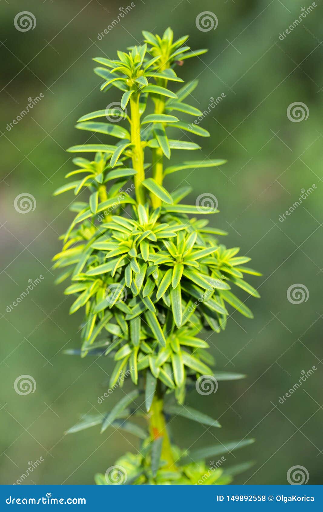 young shoot of yew, slow-growing trees and shrubs of the taxaceae family. thin green needles protrude from new rosettes. european