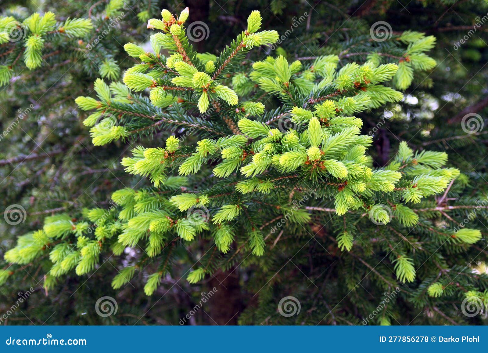 young shoots on conifers or spruce aphids