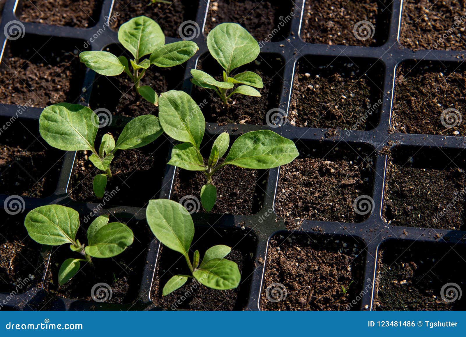 Young Shoots of Eggplant. the Sprouts of Eggplants Grown at Home from