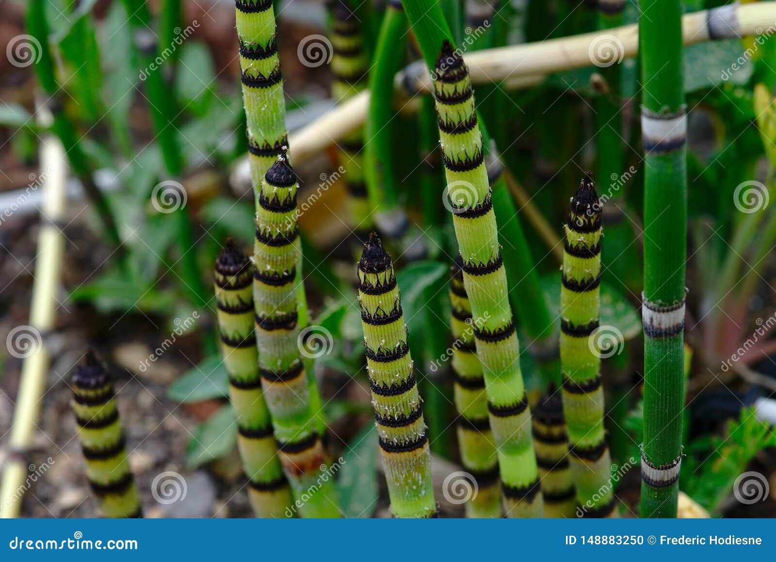 Young Shoots of Field Horsetail Stock Photo Image of nature