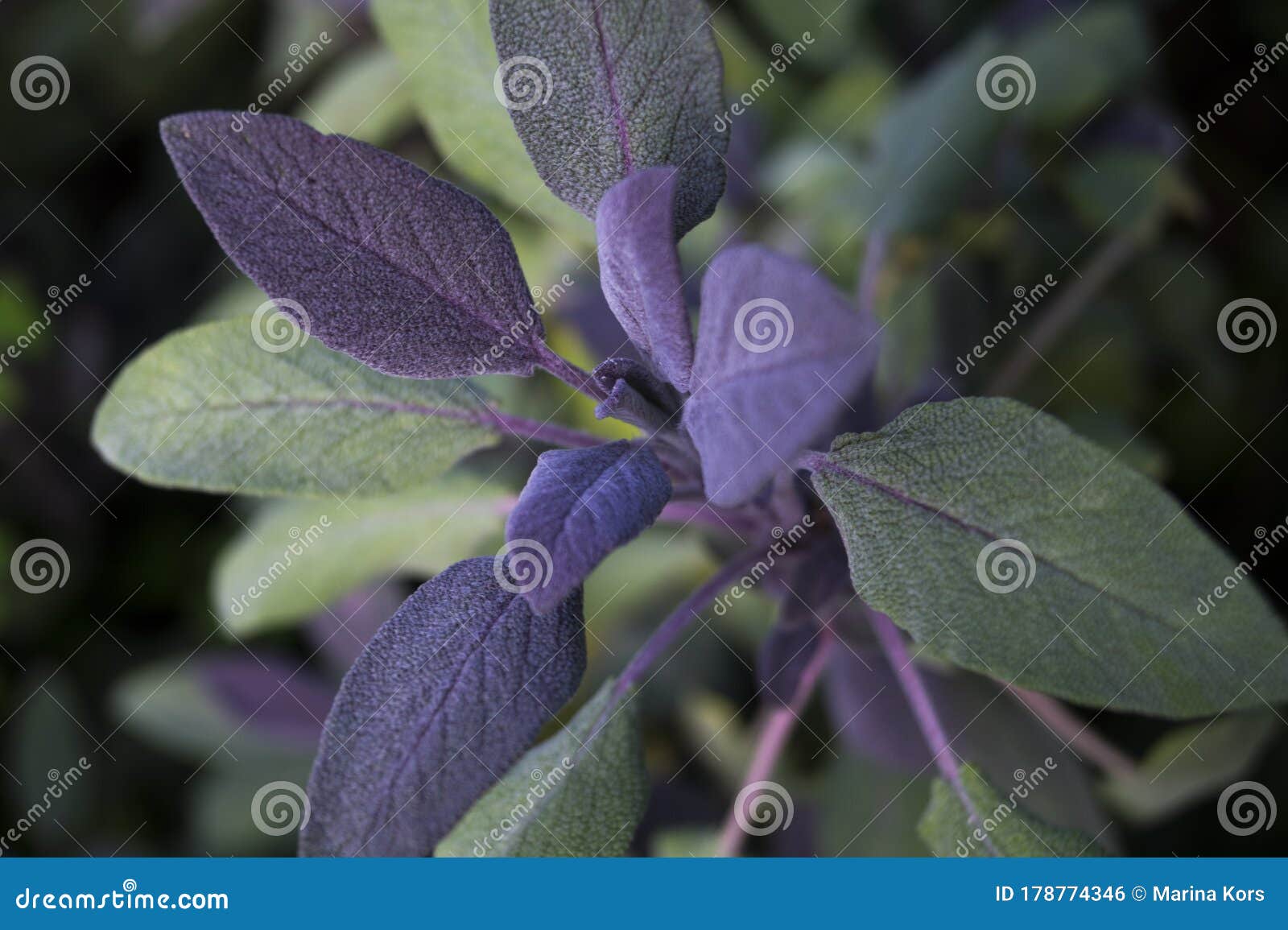 Young Mint Stock Photos Download 8,560 Royalty Free Photos