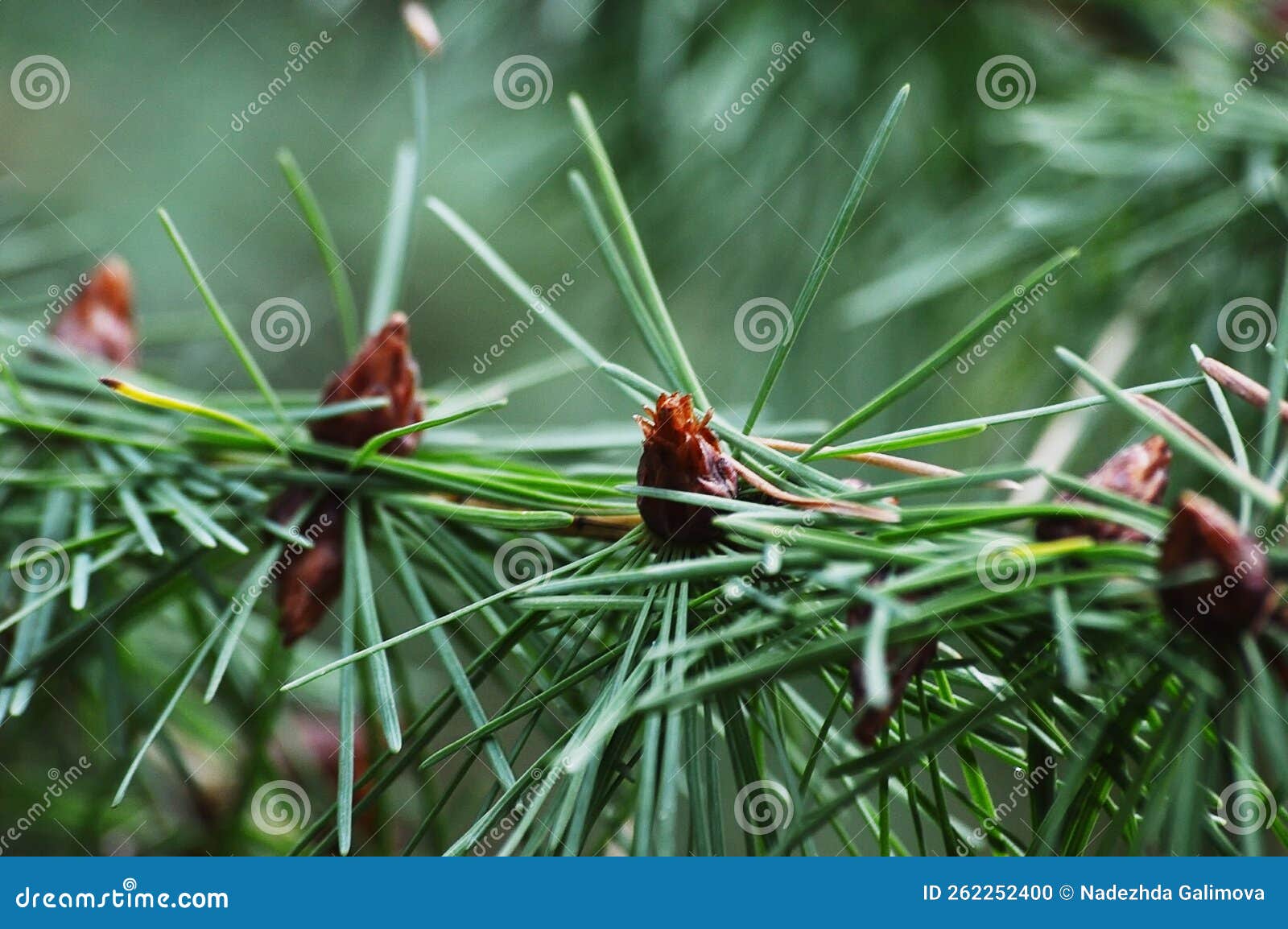Young Shoots of Spruce Cones. in Spring, Spruce Cone `flowers` Bloom on