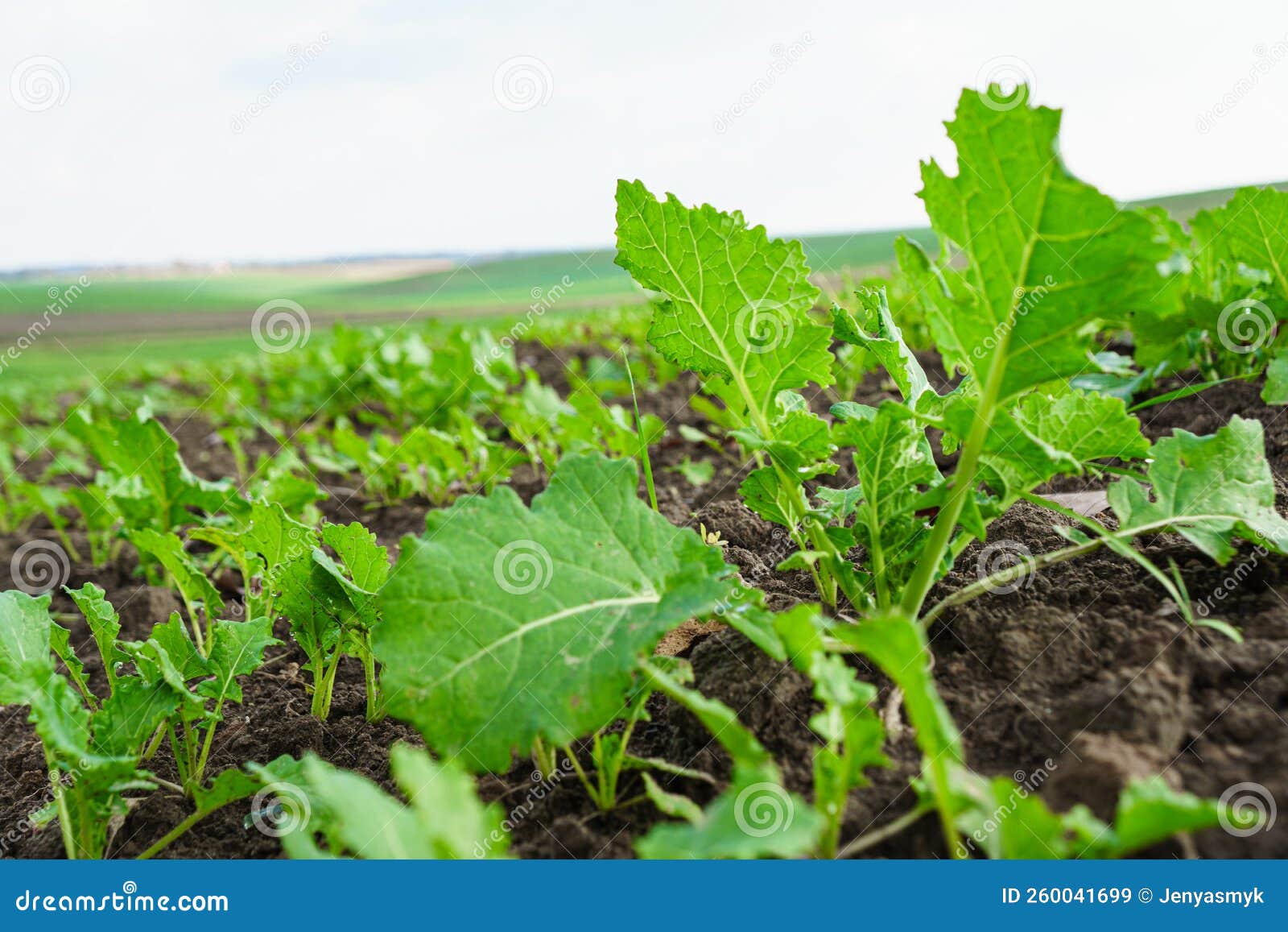 Young Shoots of Sugar Beet. Sugar Beet Cultivation Stock Image Image of sugarbeet, meadow
