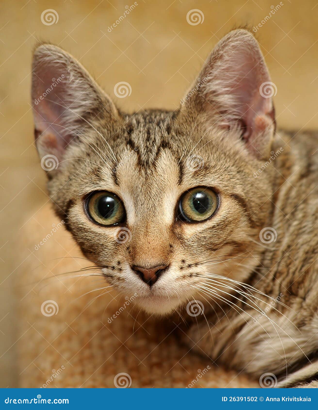 short haired tabby cat face