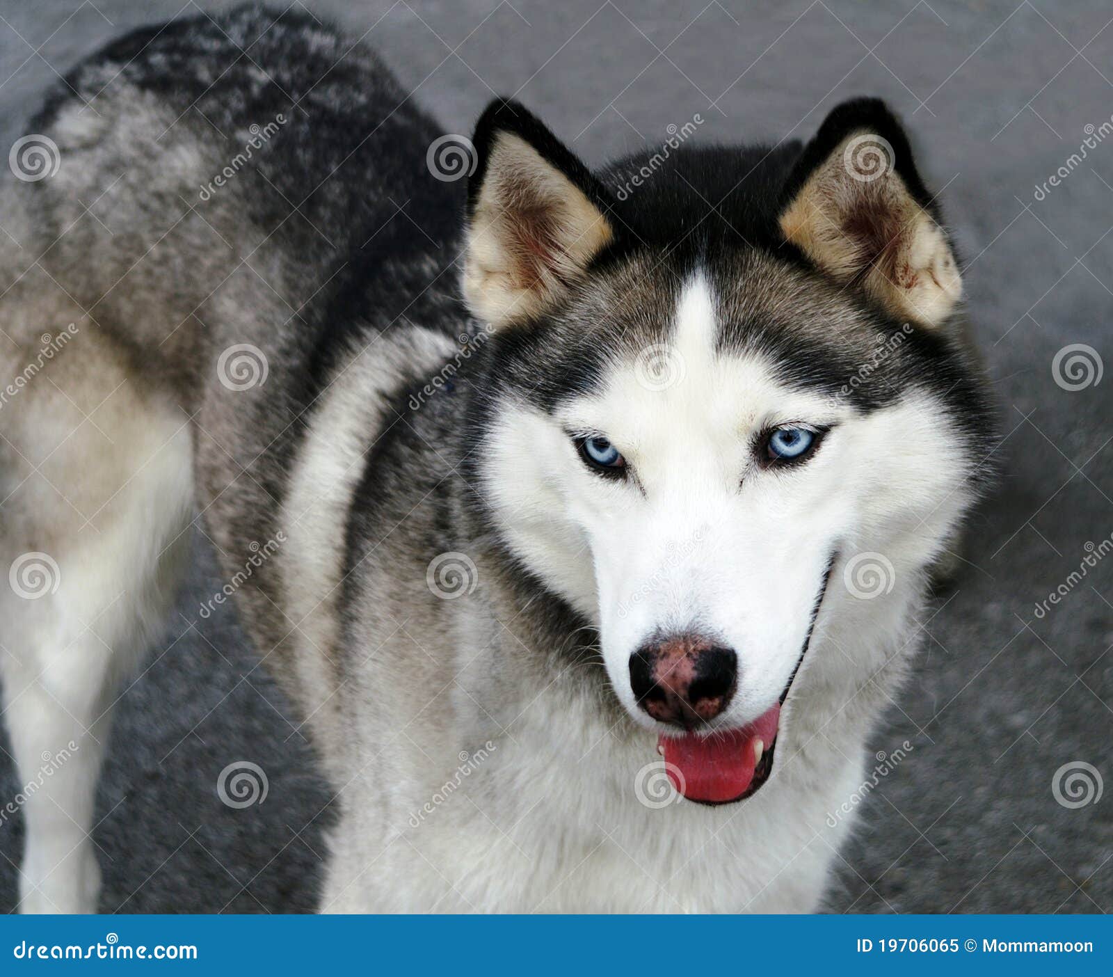 young husky