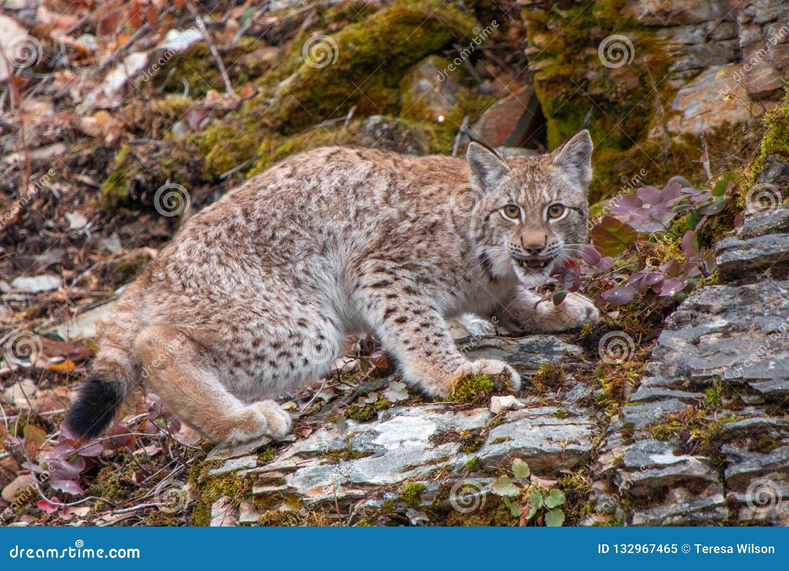 Siberian Lynx Kitten in the Fall Stock Image - Image of hunter, young ...