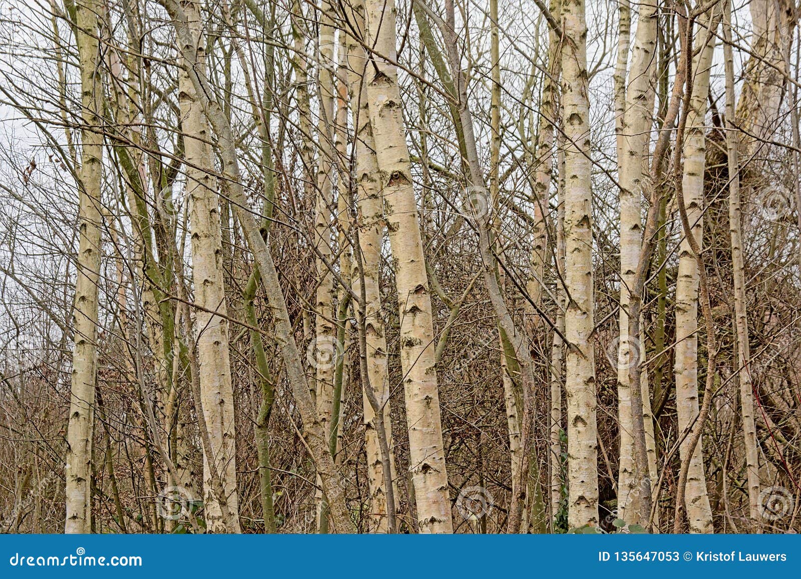 Young Silver Birch Tree Forest Detail Betula Pendula Stock Image Image Of Structure Pendula Young Silver Birch Tree Forest Detail Betula Pendula Stock Image Image Of Structure Pendula