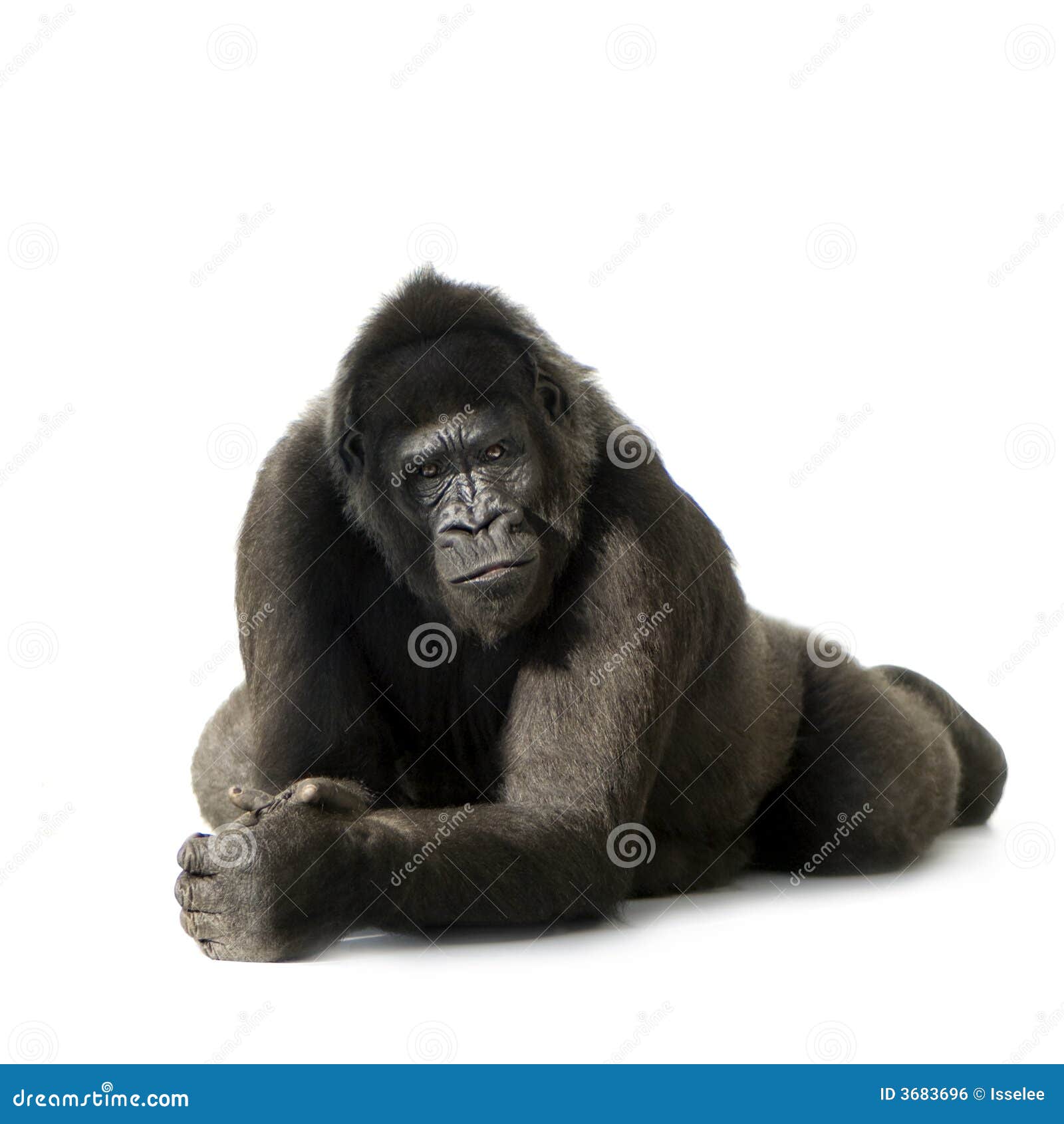 young silverback gorilla