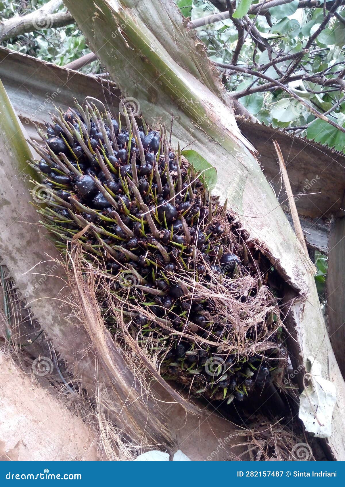 Young and Small Palm Fruit with a Blackish Purple Color Stock Image ...