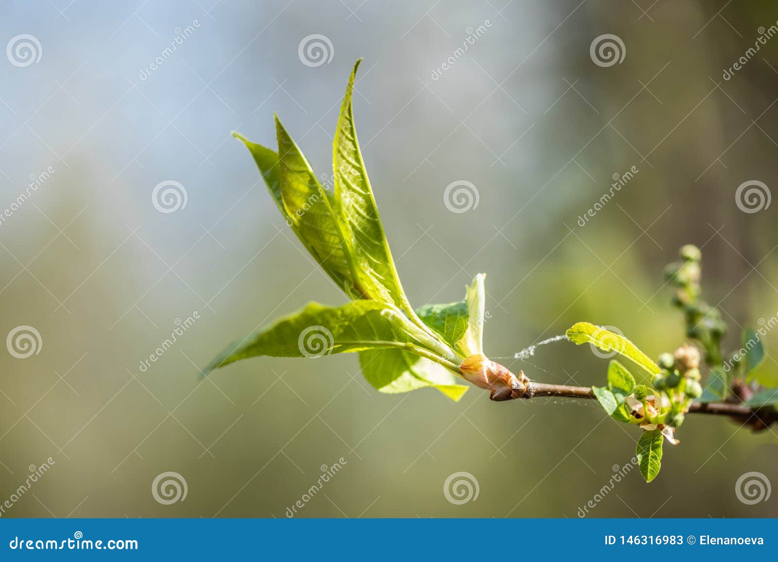 Young Small Willow Leaves Salix Caprea, in Spring, Finland Stock