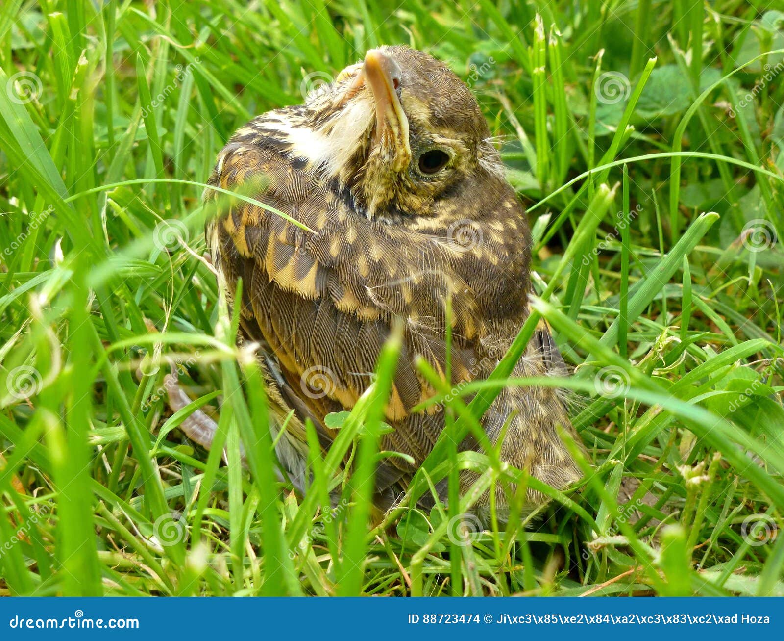 Young Song Thrush Sitting in the Grass Stock Photo - Image of grass