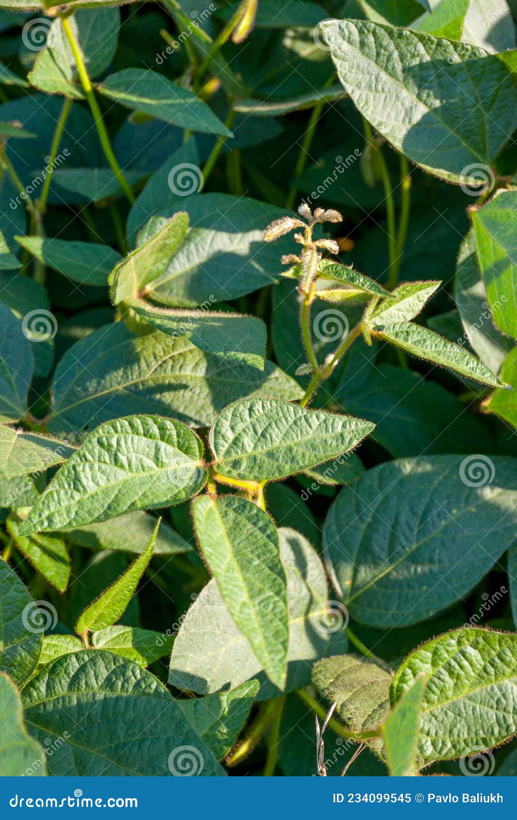 Young Soybean Plants with Flowers on Cultivated Field Stock Image