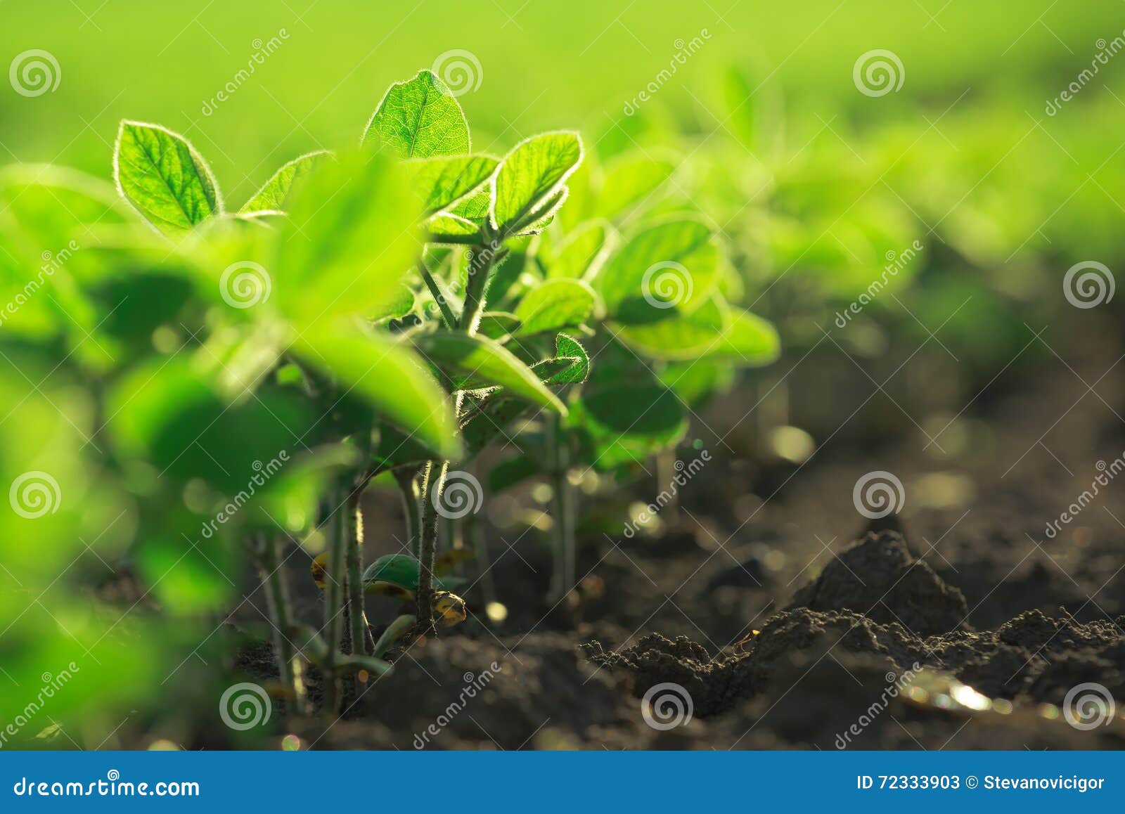 young soybean plants growing in cultivated field