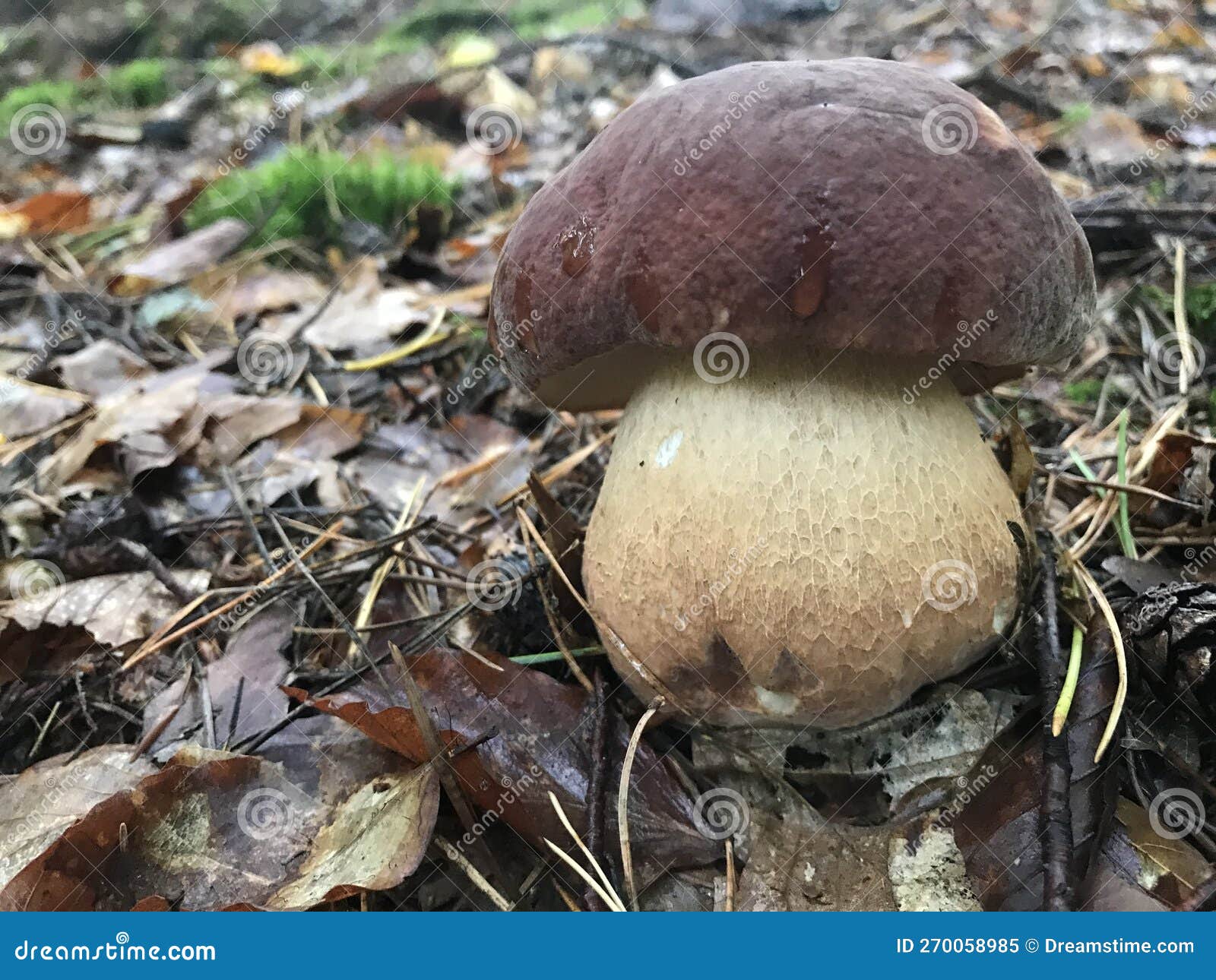 young specimen of boletus aereus or dark cep mushroom. stock photo