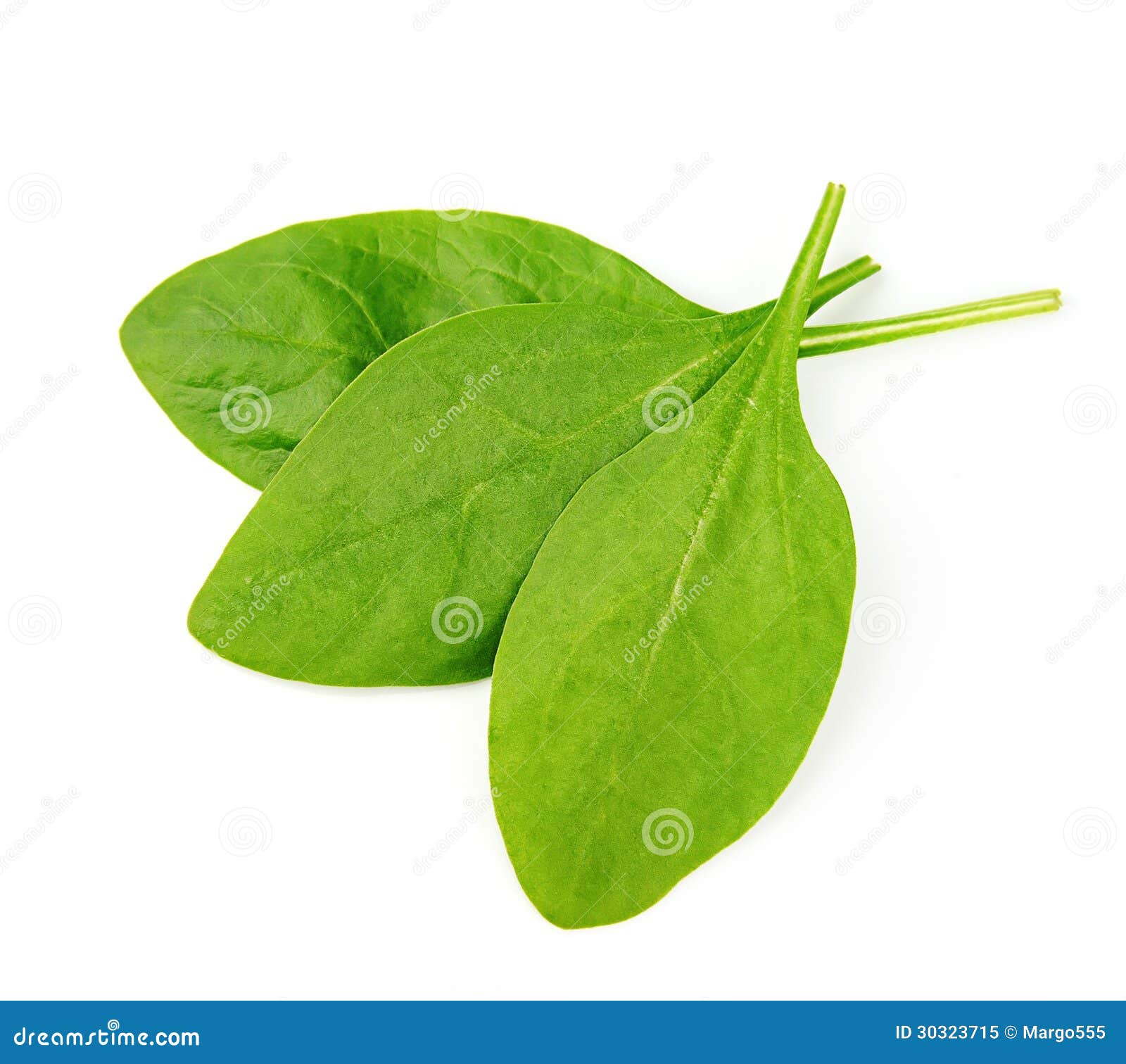 Young spinach stock image. Image of white, vegetable 30323715