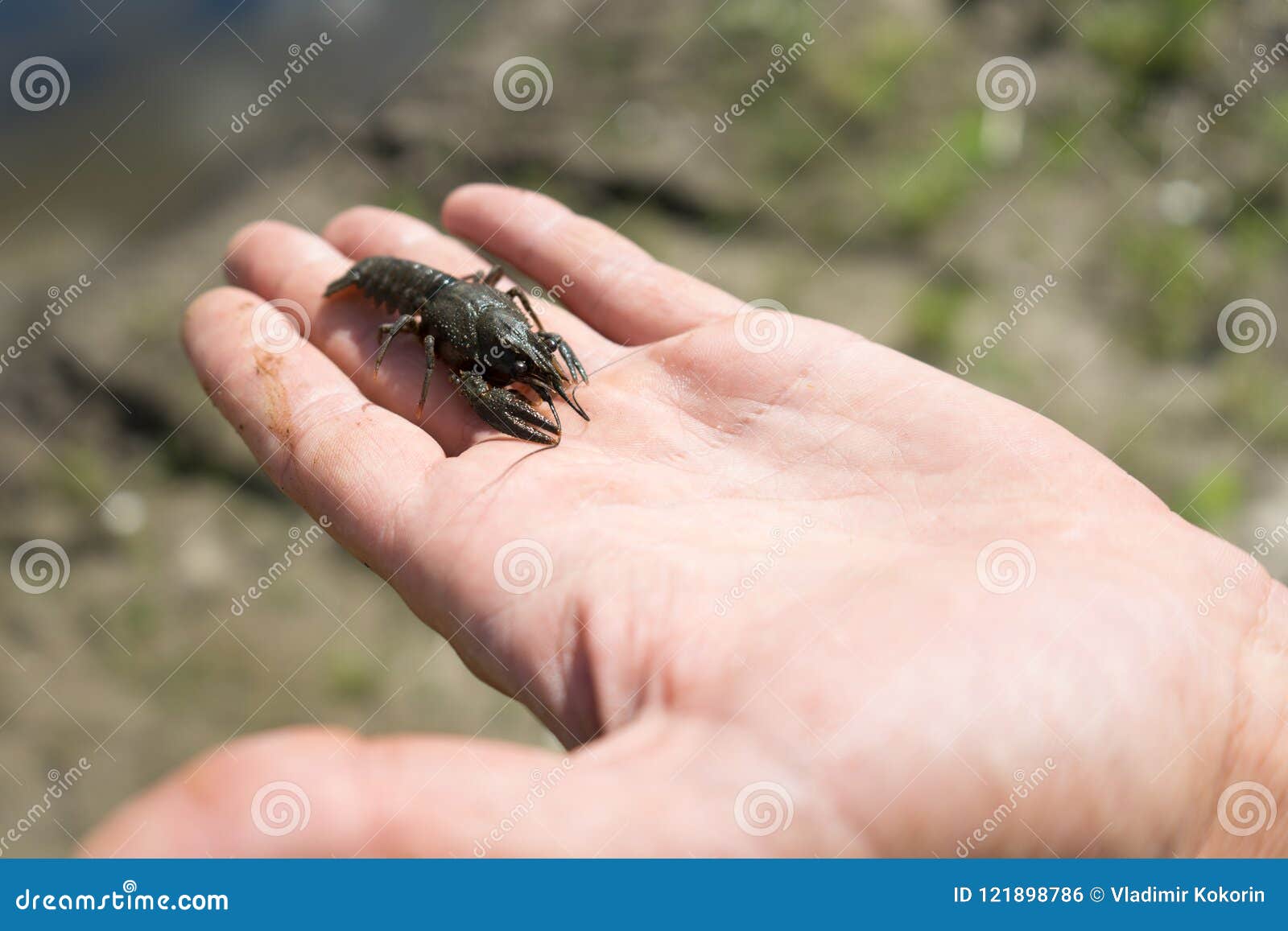 Young Spiny Lobster. Photo in the Hands of Man Stock Photo Image of animal, aquatic 121898786