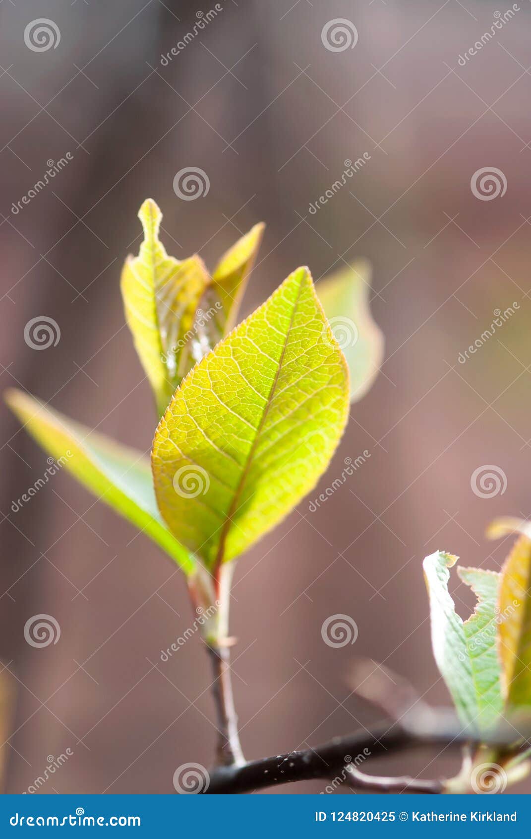 Young Spring Leaves stock image. Image of bitter, fresh 124820425