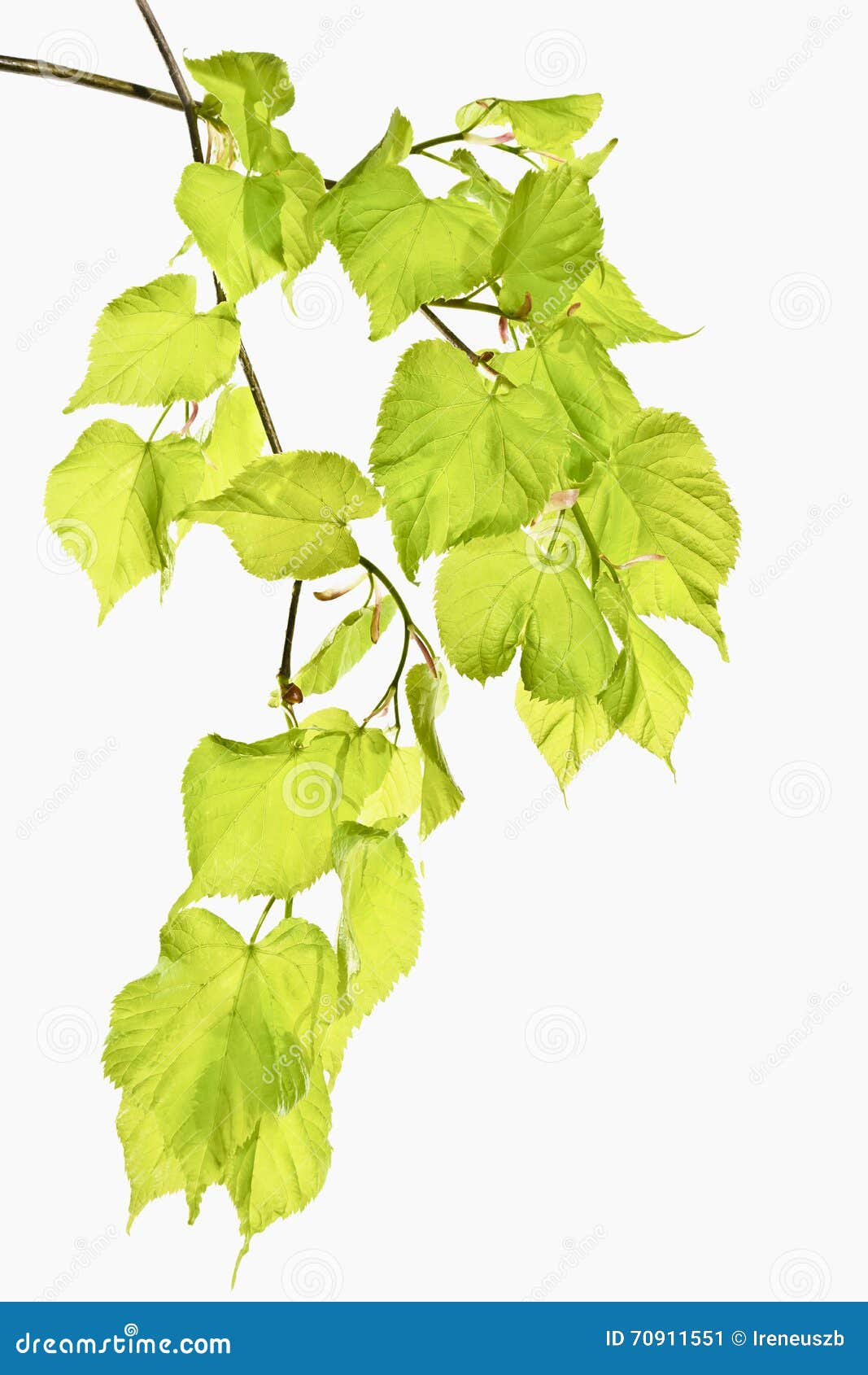 Young Spring Linden Twigs with Leaves on a White Background. Stock