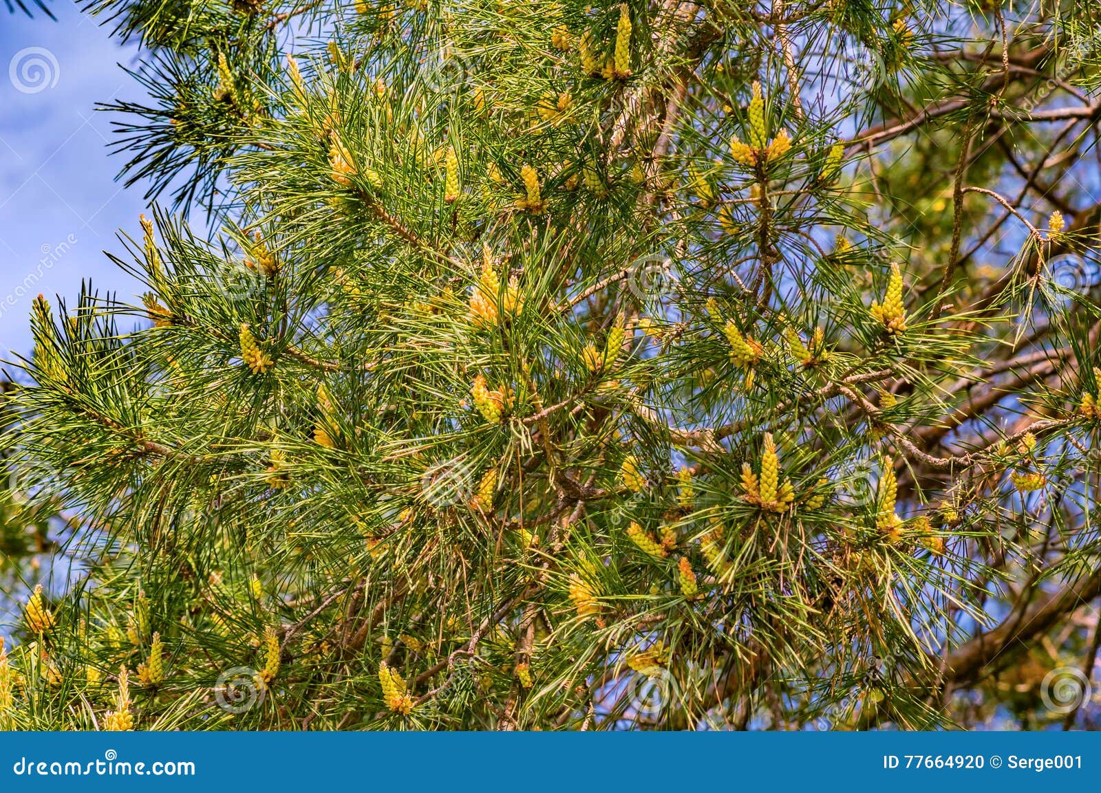 Young Spring Pine Cones Sprout Stock Photo Image of needle