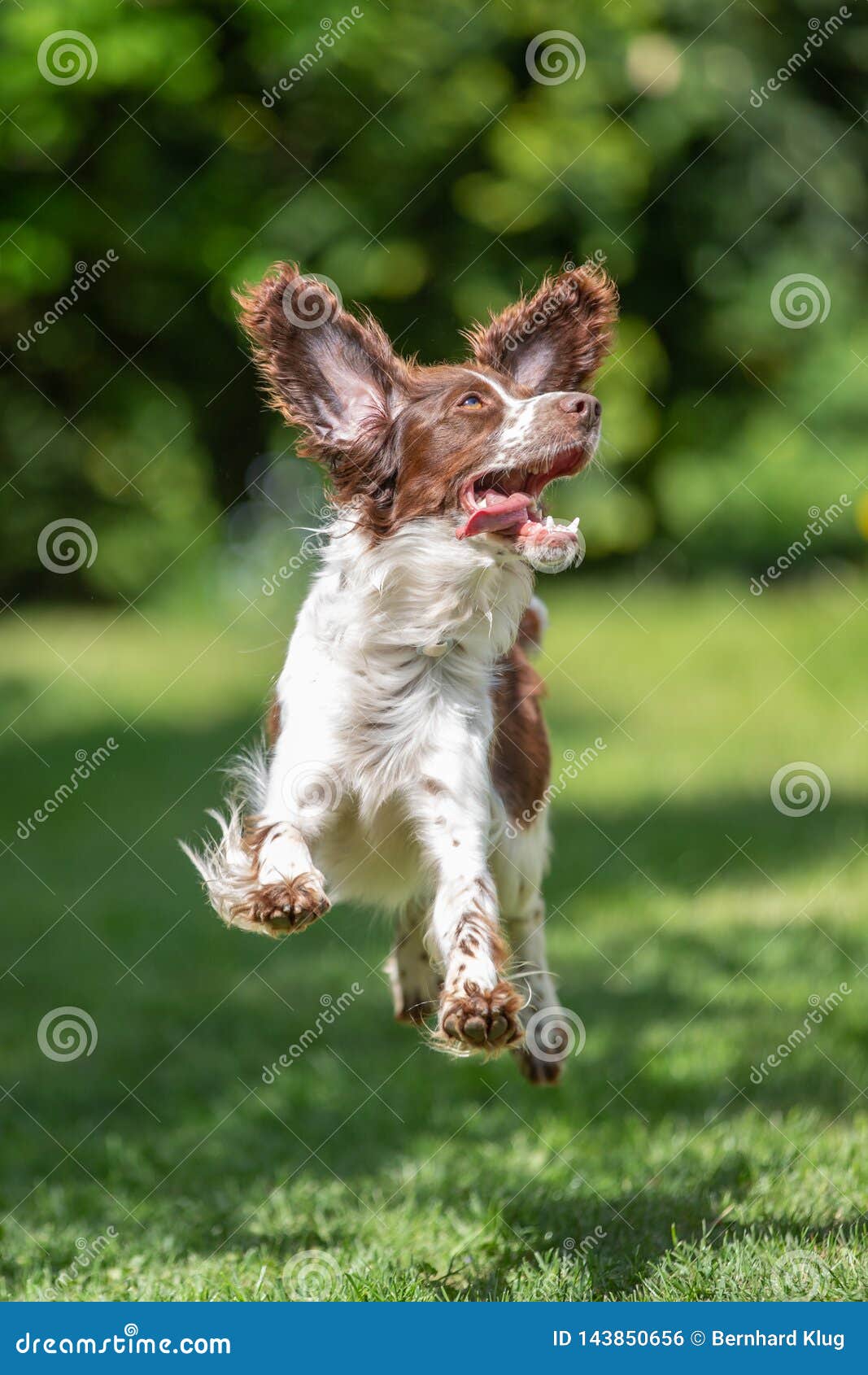 Young Springer Spaniel Jumping for Joy with Flying Ears Stock Photo - Image  of funny, excitement: 143850656