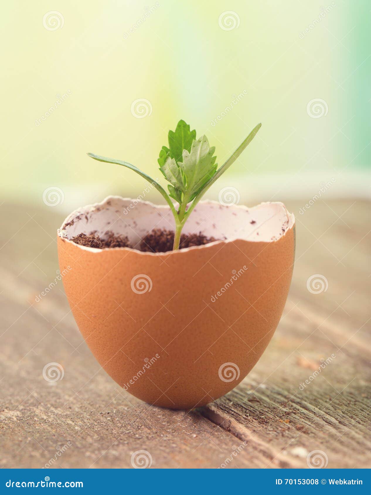 Young Sprout in a Half of an Egg Shell Stock Photo Image of growing