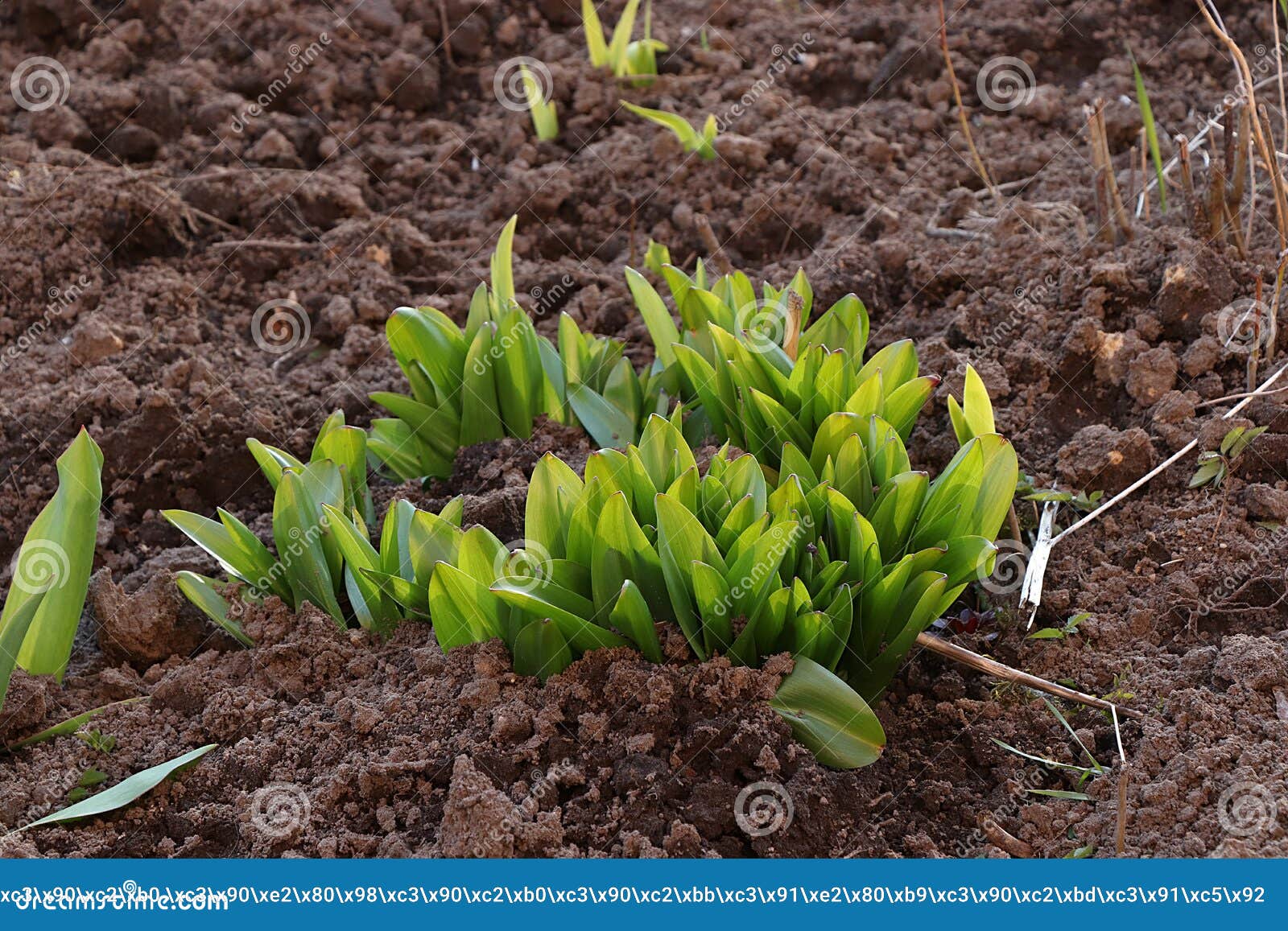 salami Estate Triumferende Young Sprouts of Tulips in Fresh Soil in the Field, the Birth of a New Life  in Spring, the Concept of Nature and Ecology. Natural Stock Photo - Image  of april, amazing: