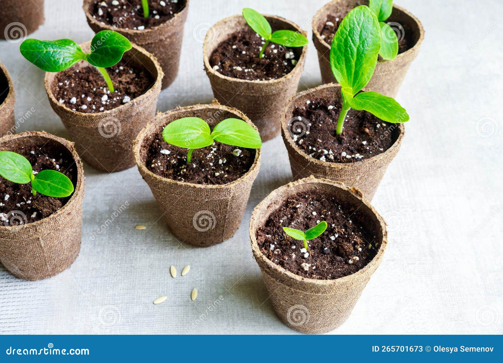 A Young Squash Seedling Grows in a Pot. Stock Image Image of