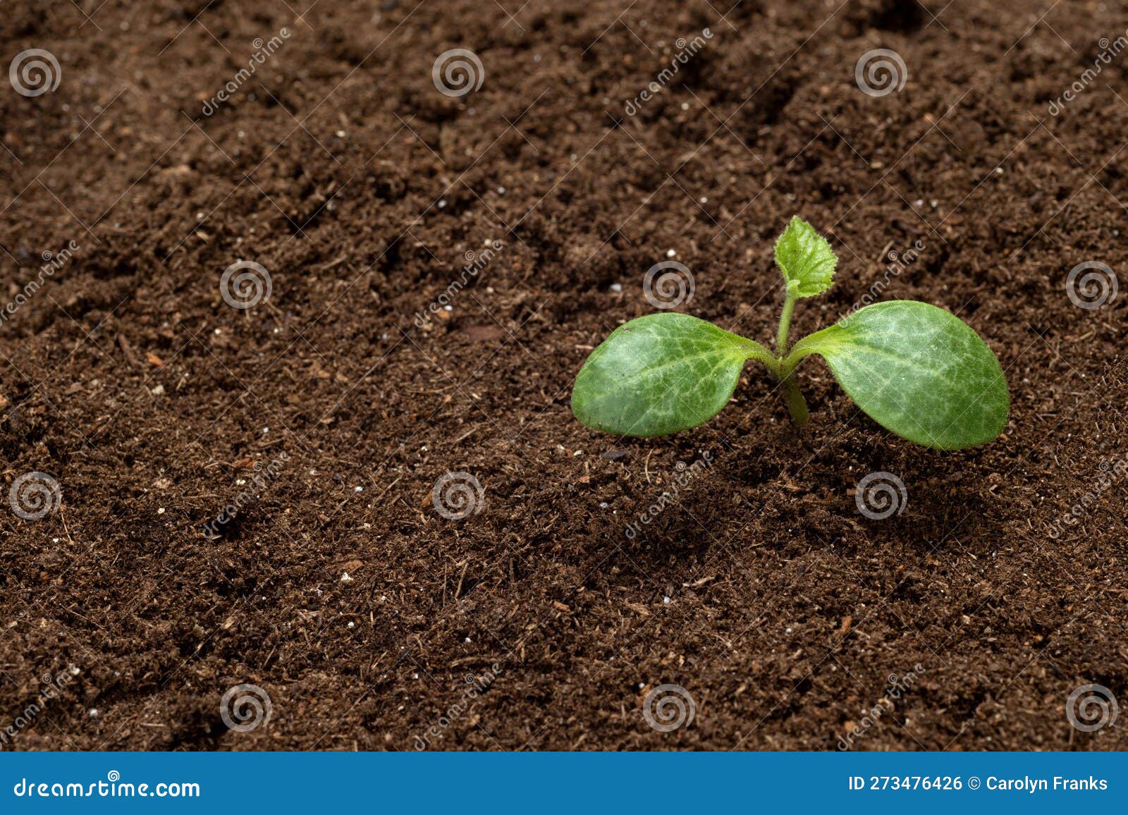 Young Squash Sprout in Potting Soil with Copy Space Stock Photo Image
