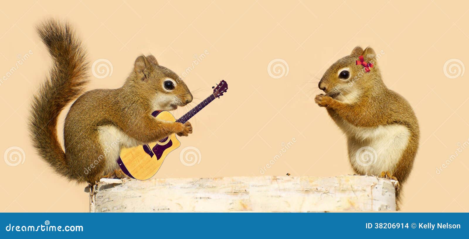 Young squirrels in love. stock photo. Image of abstract 38206914
