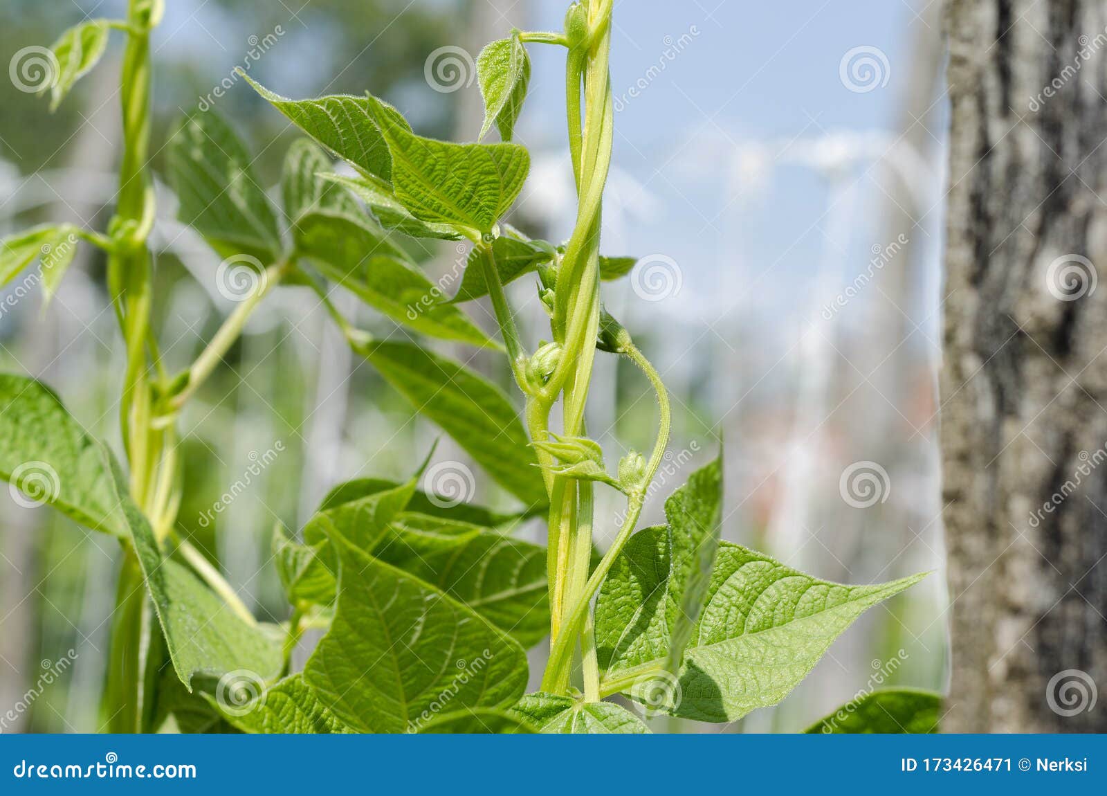 Young Stalks of a String Bean Stock Image Image of kidney, bean