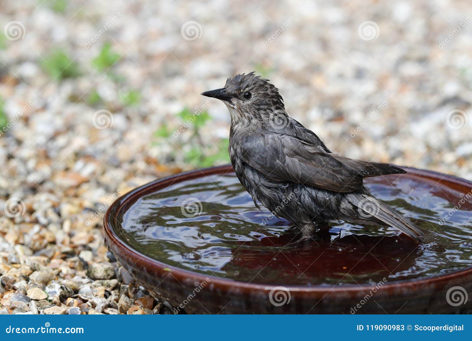 Starling Bathing Starling Bathing Stock Image Image Of Sturnus
