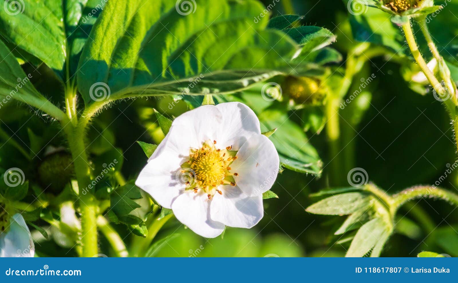 young strawberry bush with first flowers; in the garden.