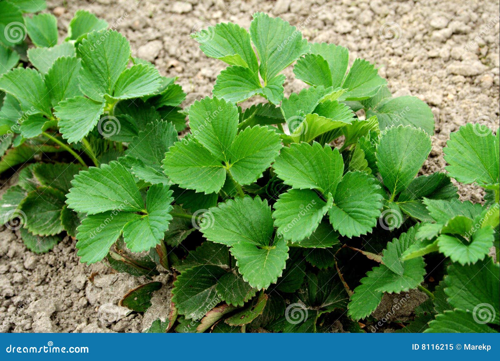 Young Strawberry Plant Royalty Free Stock Photo - Image: 8116215