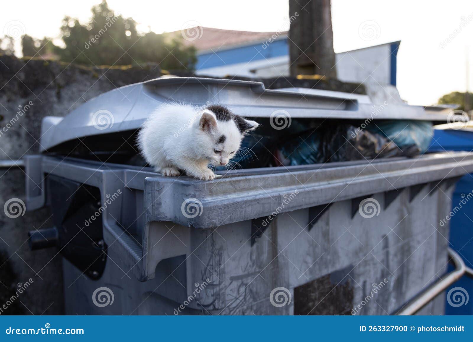 Young Stray Cat on a Waste Container Stock Photo Image of container