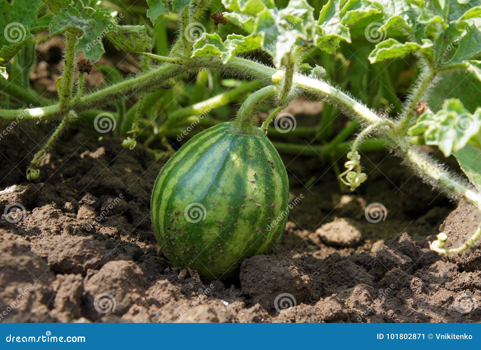 Young Watermelon on Vegetable Bed Stock Image Image of growing, field