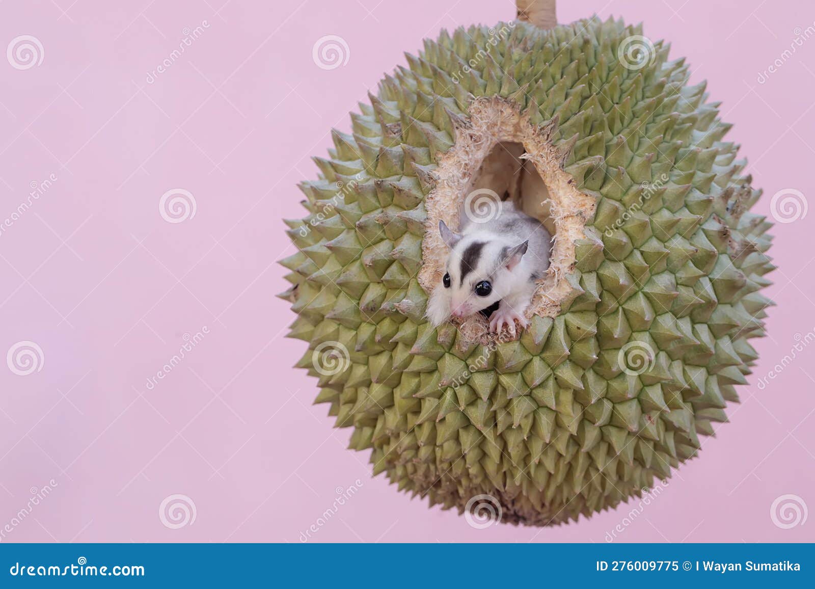 A Young Sugar Glider is Eating a Ripe Durian Fruit on a Tree. Stock