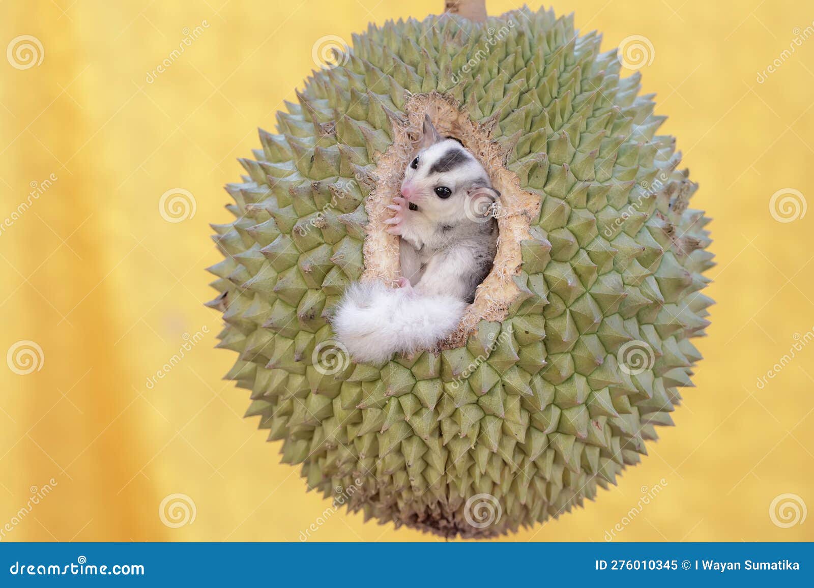 A Young Sugar Glider is Eating a Ripe Durian Fruit on a Tree. Stock