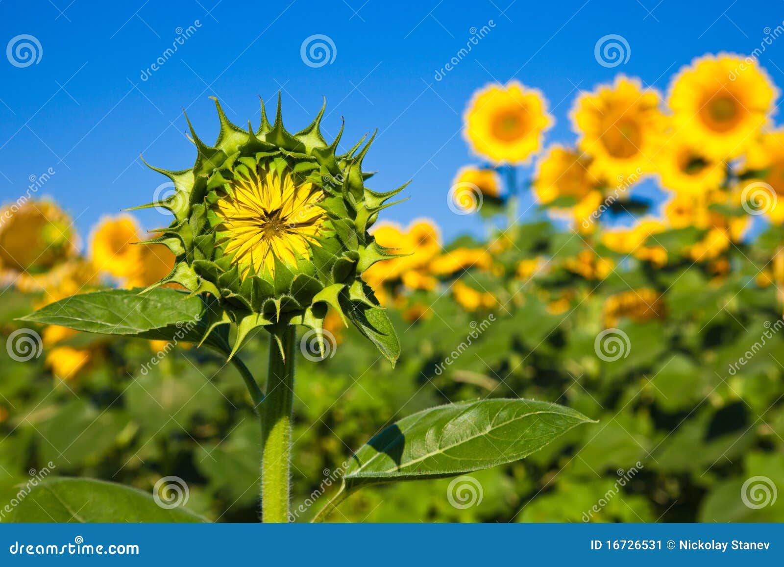 Young Sunflower stock image. Image of agriculture, country 16726531