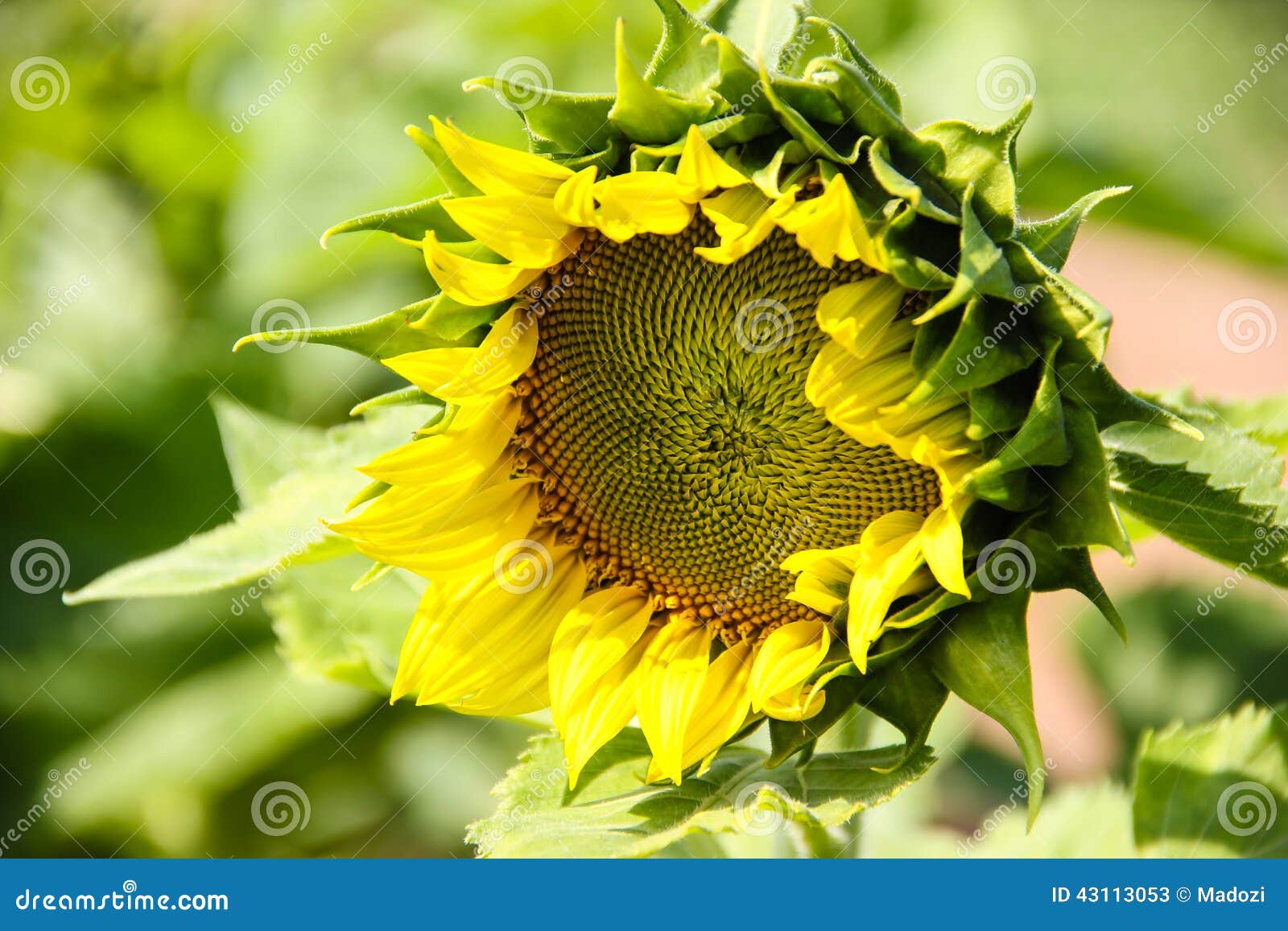 Young Sunflower in the Field Stock Image Image of nature, seed 43113053