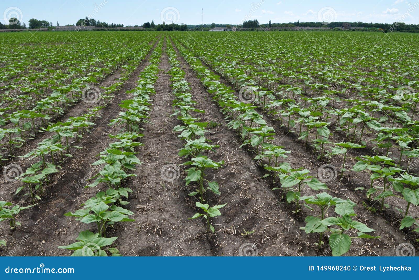 Young Sunflower Using Herbicides is Protected from Weeds Stock Photo