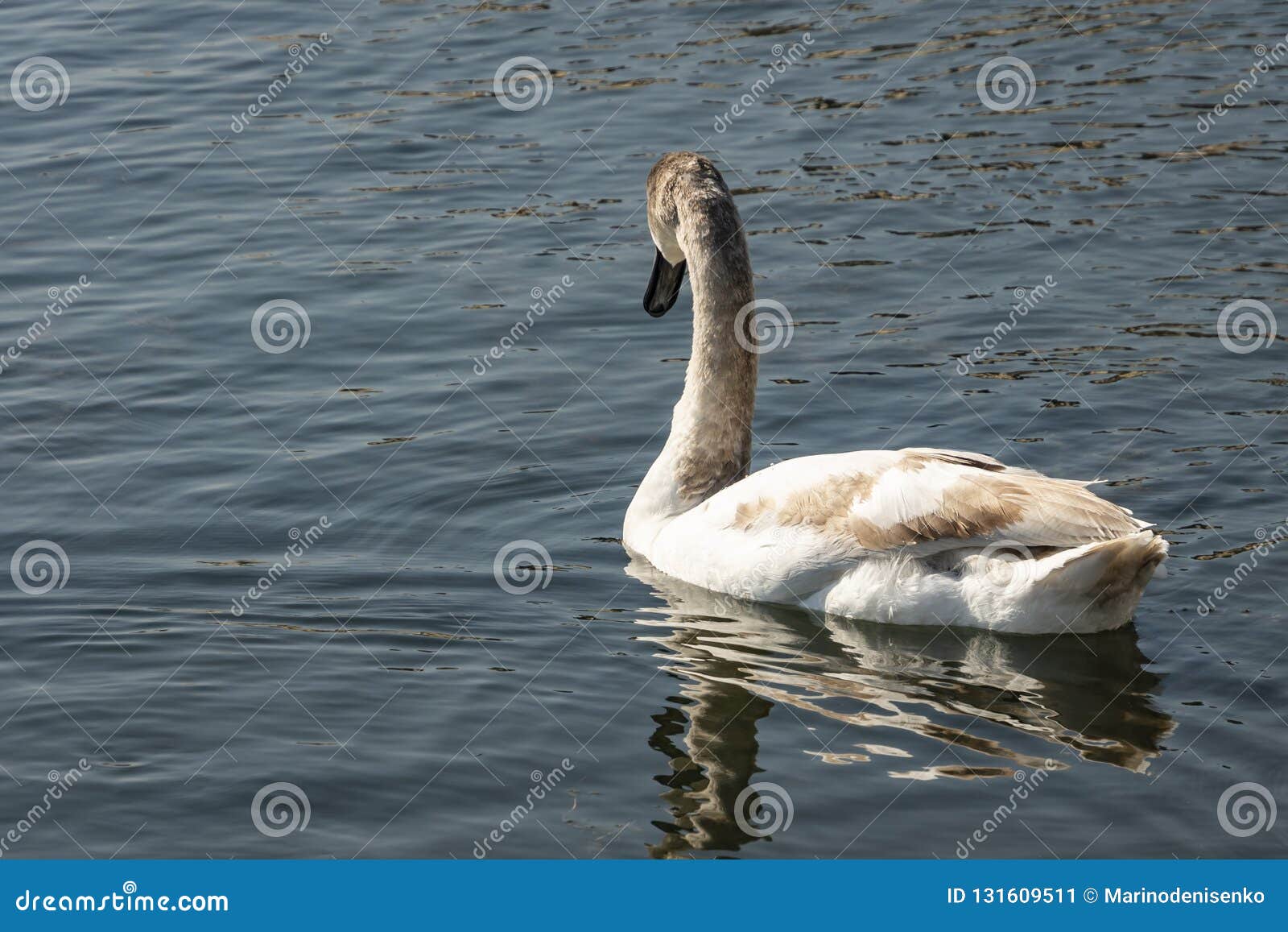 young swan cygnus olor. rare endangered swans on the lake iin goryachiy klyuch.