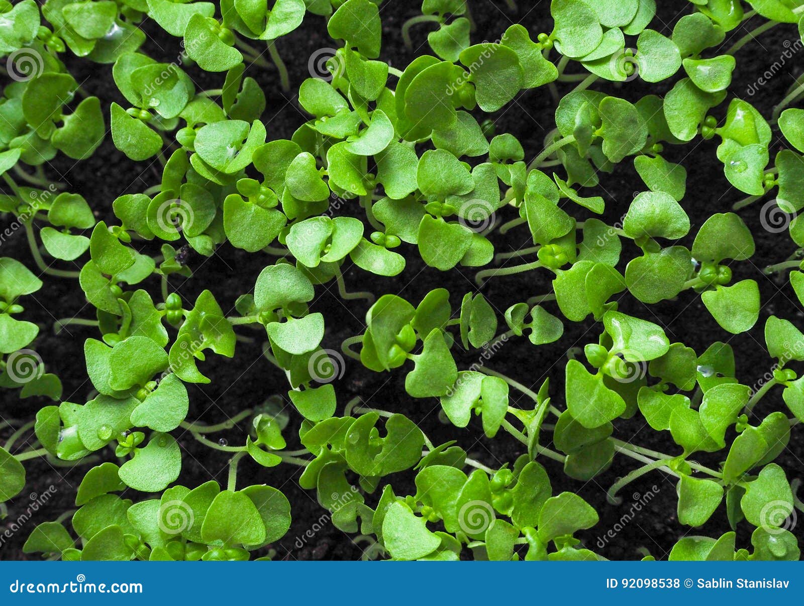 Young Sweet Basil Plants Sprouting in Spring. Stock Photo Image of