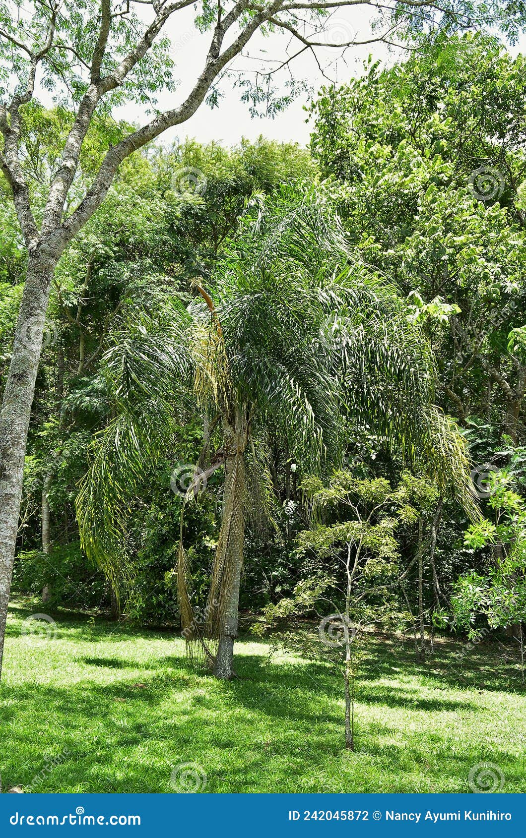 young syagrus romanzoffiana palm tree growing