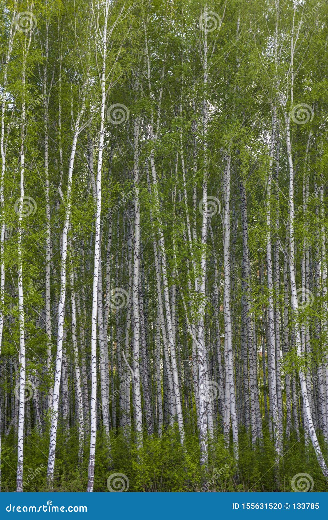 Young Tall Fresh Birch Forest with Bright Green Foliage Stock Photo