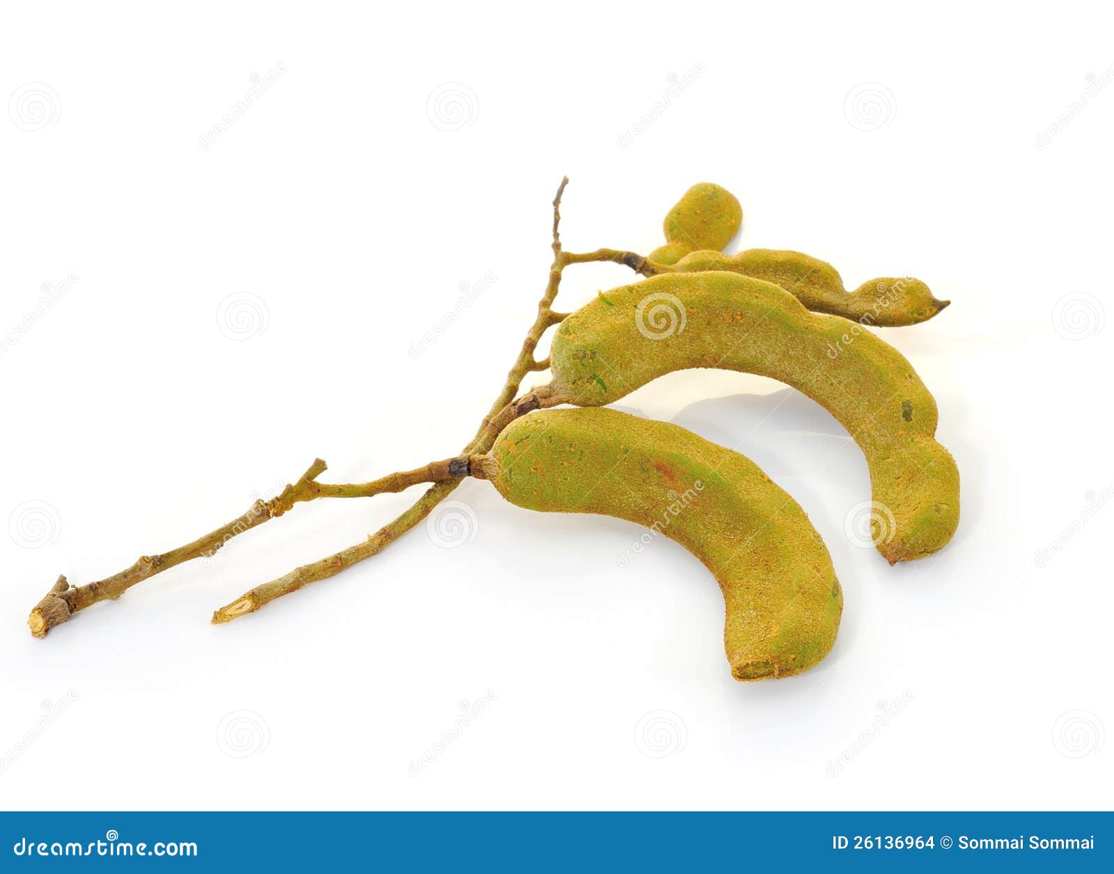 Young Tamarind stock photo. Image of indica, background 26136964