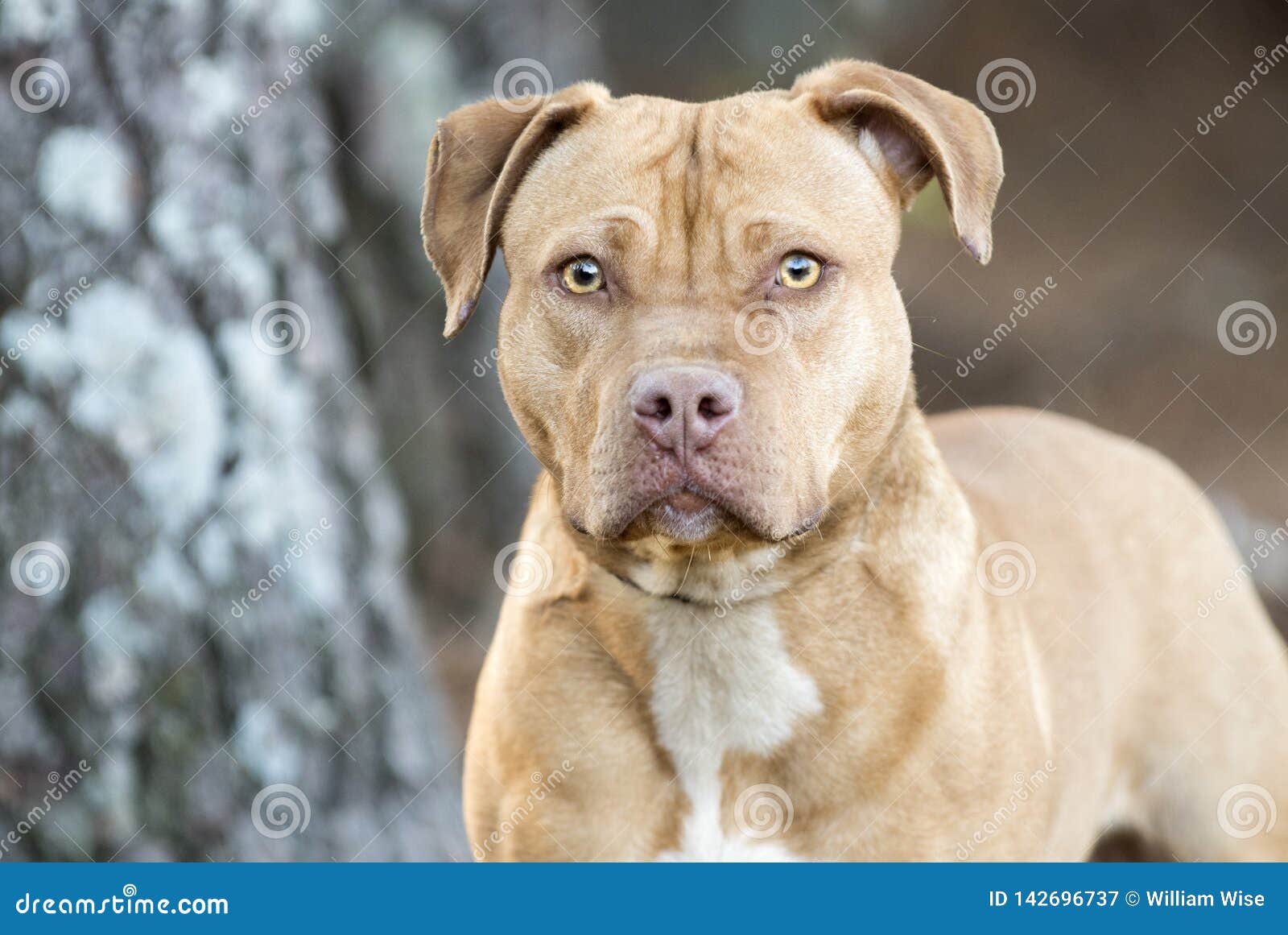 black pitbull with yellow eyes