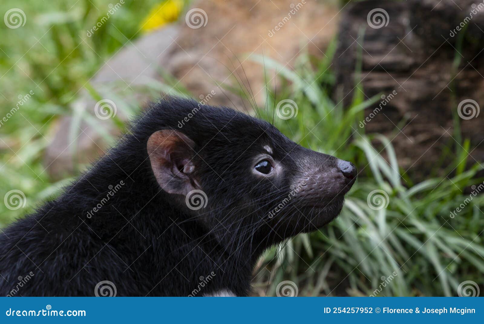 young tasmanian devil in side view portrait